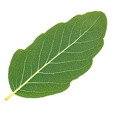 Obraz premium Close-up view of a single leaf displaying intricate details and natural beauty on a transparent background