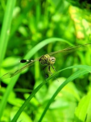 dragonfly on a green leaf