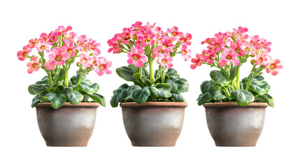 Pack of Kalanchoe Plant in Pot set of Three Different Poses set Against Transparent Background for Home Decor, Indoor Gardening, or Plant Care Promotion Projects