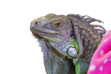 head of iguana isolated on white background. This has clipping path.