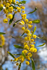 Beautiful bright yellow hairy mimosa flowers close-up. Blooming mimosa tree in early spring waves on wind. Sunny spring day. Acacia dealbata. Fluffy flowers in spring garden with sunny bokeh light