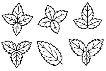 Mint Leaf Line Art Creative Drawing for Detailed Illustration Artwork  
