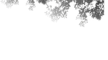 Obraz premium shadow overlay effects of realistic leaves and tree branch shadow on transparent png background,Summer sunlight and shadow overlay effect