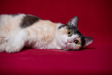 Playful tricolor cat relaxing on soft burgundy fabric backdrop for cozy atmosphere