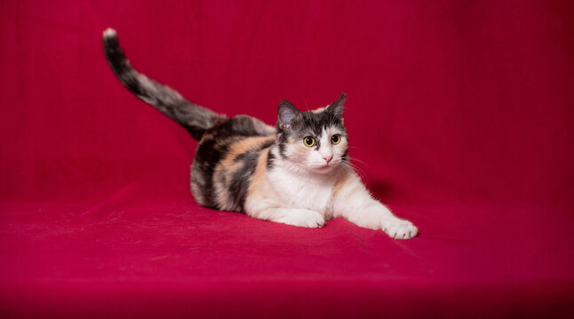 Playful tricolor cat relaxing on soft burgundy fabric backdrop for cozy atmosphere