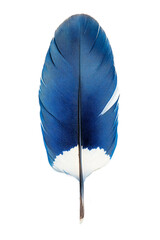  Elegant blue jay feather with vivid color and texture on transparent background, perfect for wildlife rehabilitation and bird conservation awareness 