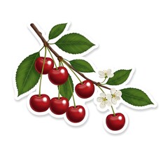 Cherry tree branch with ripe berries and blossoms
