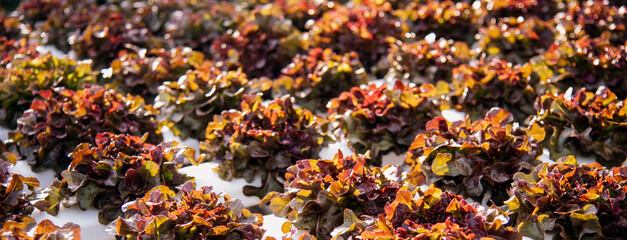 Banner fresh Red Oak Leaf Lettuce organic hydroponic vegetable plantation produce red salad hydroponic farm. Panorama red oak lettuce salad in Organic Farm. Salad farm vegetable with copy space