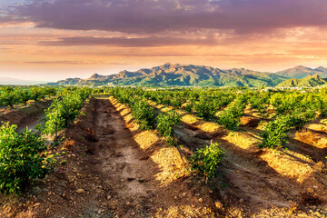 Fototapeta premium beautiful farmland landscape with green rows of fruit garden on a spring or summer farm field and nice evening cloudy sky on background