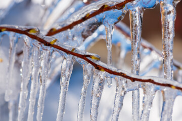 Frozen branch during early spring with thick layer of ice covering branches and tree buds.
