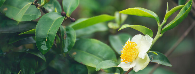 Banner Green tea tree Flower fresh leaves in eco herbal farm. Tree tea plantations morning sun light. Herbal natural garden farmland. Drinking organic relax. Green tea tree farm with copy space
