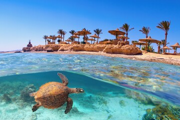 Tropical coral reef sea turtle. Beach with palms and sun umbrelas on the background, Red Sea, Egypt