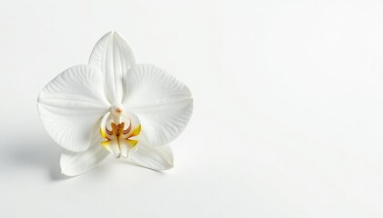 Delicate white orchid blossom on pure white backdrop, clean, botanical photography