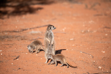 A meerkat stands tall on its hind legs, scanning the vast Kalahari with watchful eyes. Its tiny...