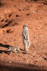 A meerkat stands tall on its hind legs, scanning the vast Kalahari with watchful eyes. Its tiny silhouette against the endless desert tells a story of survivalAnimal of africa