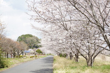 桜並木道