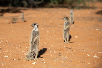 A meerkat stands tall on its hind legs, scanning the vast Kalahari with watchful eyes. Its tiny...