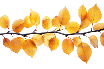  Beautiful aspen twig with autumn-colored leaves on transparent background, perfect for fall season themes and harvest festival decoration 