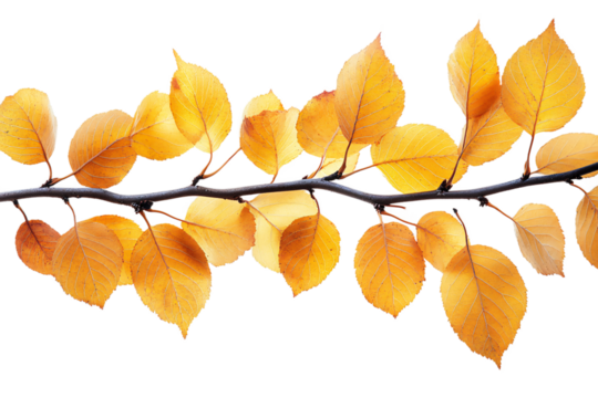  Beautiful aspen twig with autumn-colored leaves on transparent background, perfect for fall season themes and harvest festival decoration 