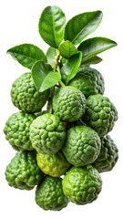 Obraz premium A Bunch of Fresh Green Kaffir Lime Fruits with Lush Leaves Isolated on Trensprent Background