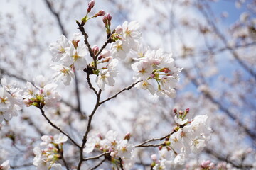 桜の花
