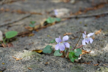 道端の野の花