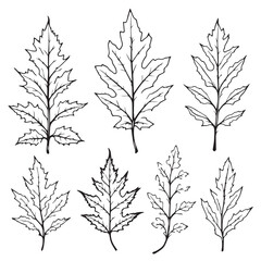 Beech Leaf Vector Line Art for Nature Designs