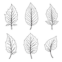 Betel Leaf Vector Line Art Modern Design Concept