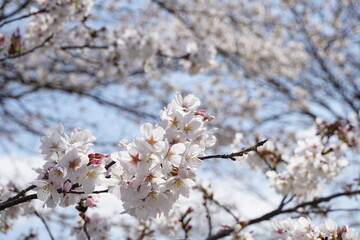 桜の花