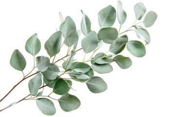  Elegant eucalyptus branch with silver-green leaves on transparent background, perfect for essential oil branding and natural aromatherapy products 