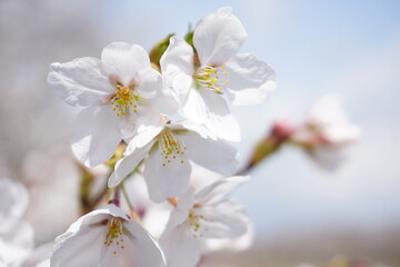 桜の花