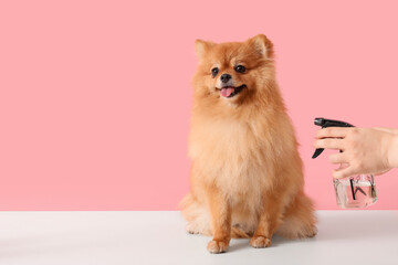Female groomer taking care of cute Pomeranian dog on pink background
