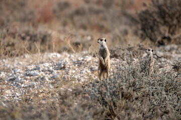A meerkat stands tall on its hind legs, scanning the vast Kalahari with watchful eyes. Its tiny silhouette against the endless desert tells a story of survivalAnimal of africa