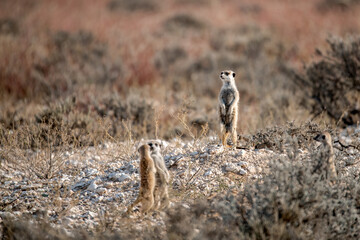 A meerkat stands tall on its hind legs, scanning the vast Kalahari with watchful eyes. Its tiny...