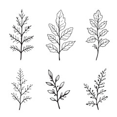 Elegant Acacia Leaf Vector Line Art Design