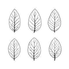 Elegant almond leaf line art for design