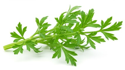 Obraz premium A sprig of green artemisia absinthium, also known as wormwood, on white