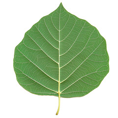 Fototapeta premium Fresh green leaf isolated against a transparent background showcasing the intricate details and natural beauty of nature