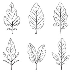 Obraz premium Elegant Cassava Leaf Vector Line Art Design
