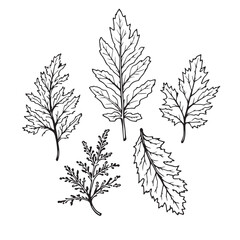 Fototapeta premium Elegant Cedar Leaf Vector Line Art Design