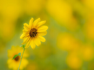 夏から秋の公園や花壇を彩るミニヒマワリのある風景。自然風景素材。眩しい日差しでボケた景色。ぼんやりした花畑のイメージ。