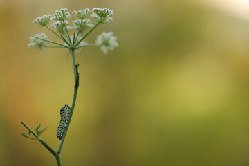 un bruco di farfalla macaone al tramonto
