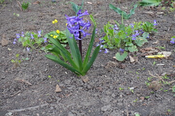 hyacinth with purplish blue flowers in April
