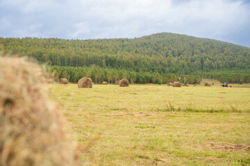 Rural field with stacked hay bales against backdrop of mountain. Hay round bales