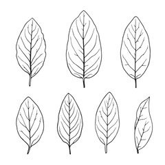 Fototapeta premium Minimalist almond leaf vector drawing illustration