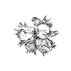 Hazelnut in shell. Vector black and white illustration hand drawn with ink. Graphic element for label and logo design