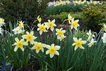 Florescence of yellow and white flowers of daffodils in April