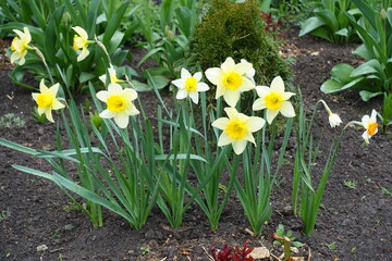 Fototapeta premium Couple of yellow and white flowers of daffodils in April
