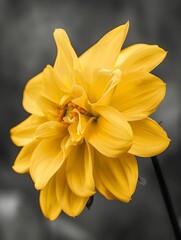 Obraz premium Yellow Dahlia Flower