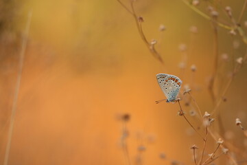 una farfalla licenide al tramonto
